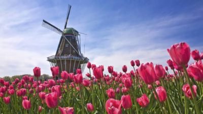 Hollanda Tarım İhracatında ABD’nin ardından ikinci oldu